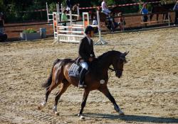 Equestrian CHIO Aachen Tickets